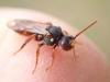 Nomada ferruginata